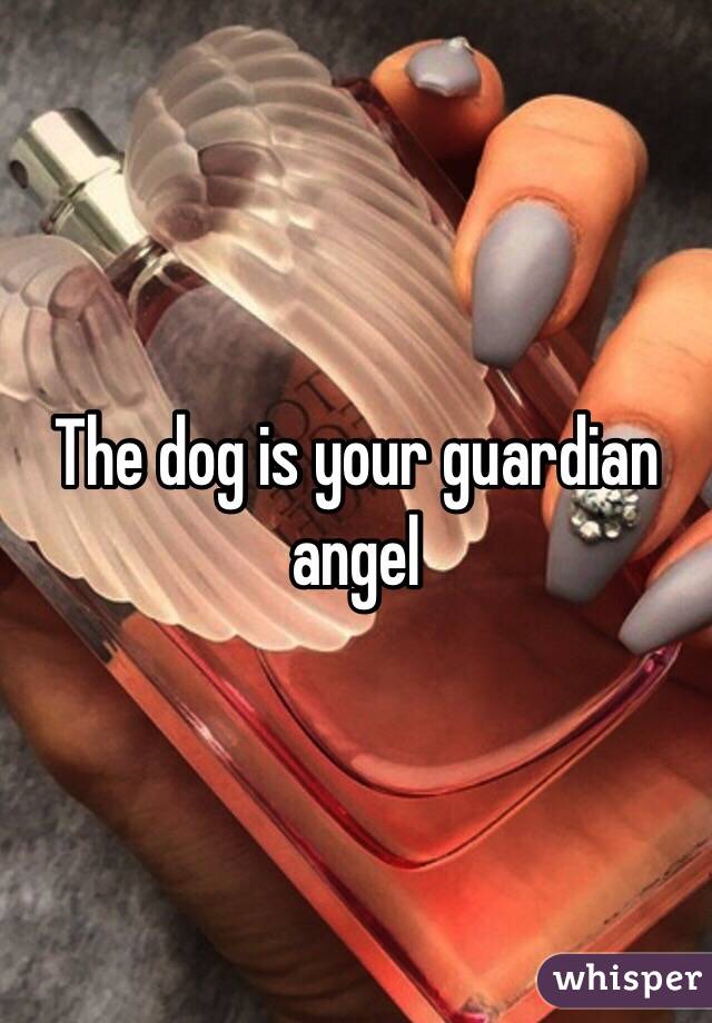 The dog is your guardian angel 