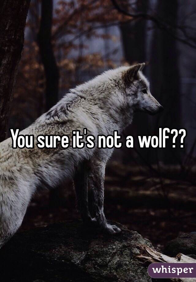 You sure it's not a wolf??