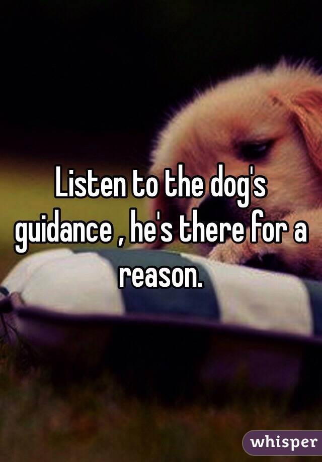 Listen to the dog's guidance , he's there for a reason.