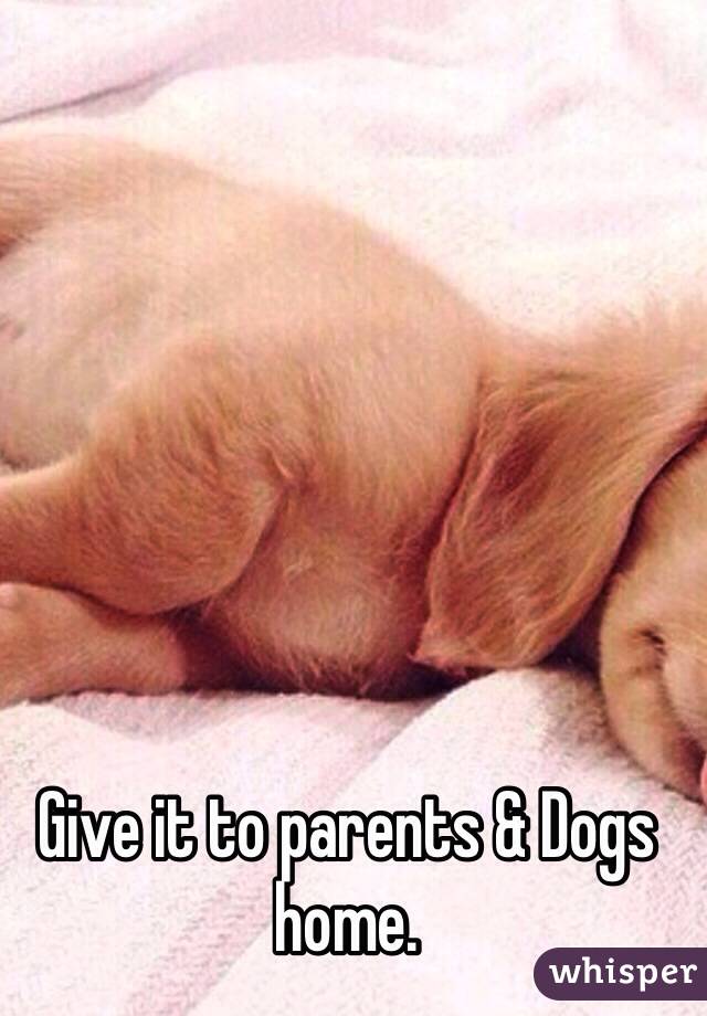 Give it to parents & Dogs home.