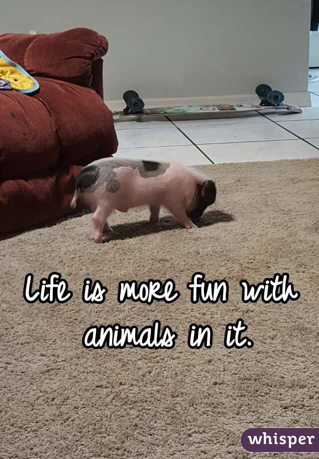 Life is more fun with animals in it.