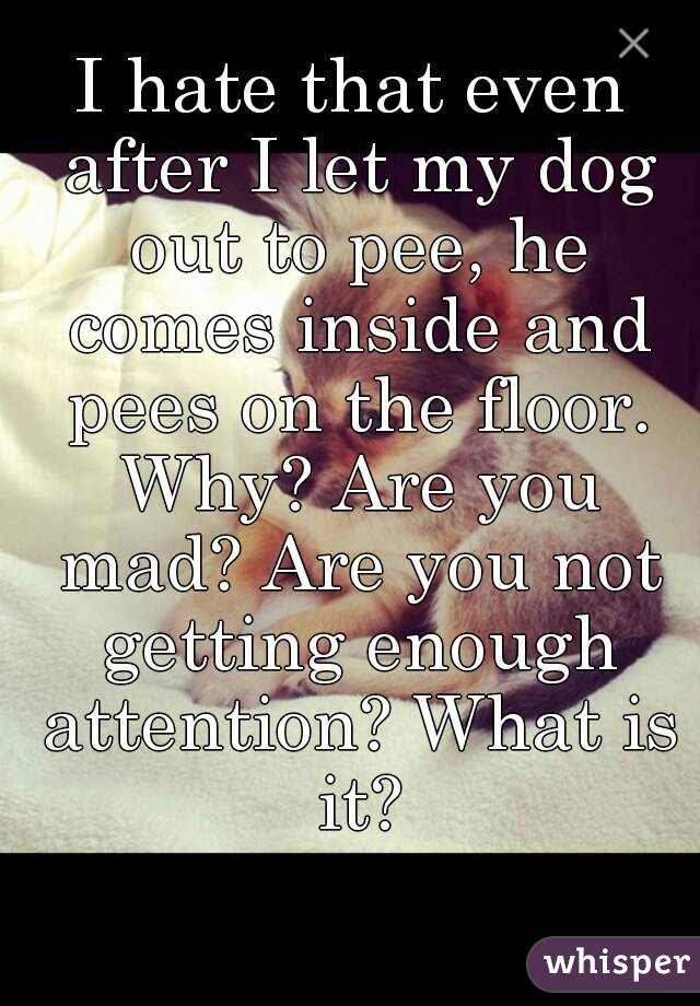 I hate that even after I let my dog out to pee, he comes inside and pees on the floor. Why? Are you mad? Are you not getting enough attention? What is it?