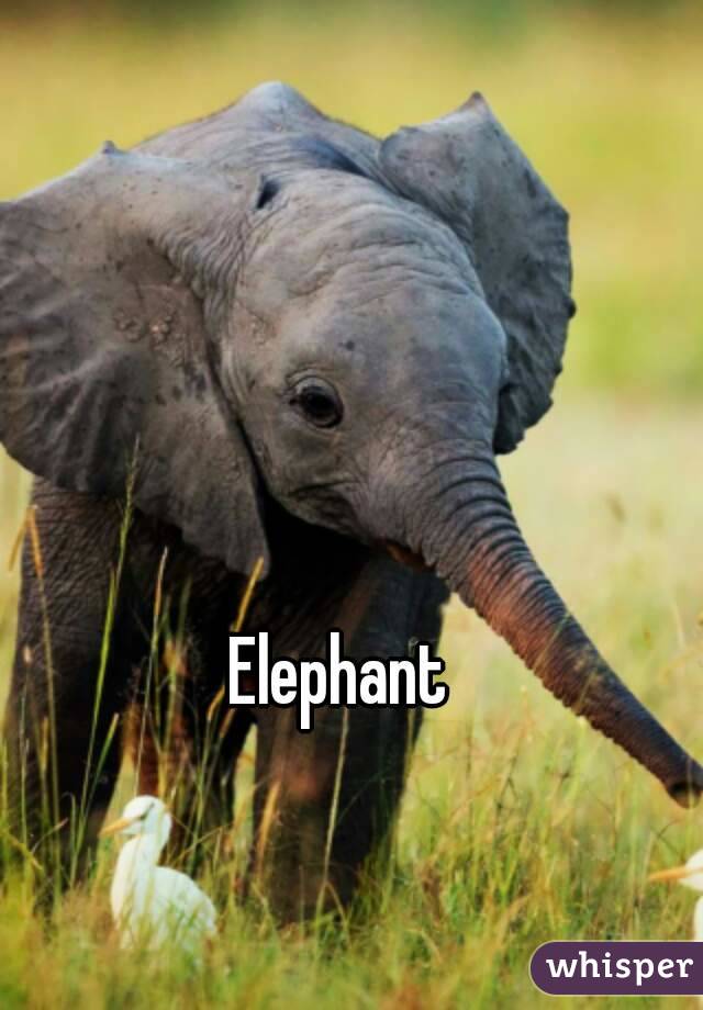 Elephant