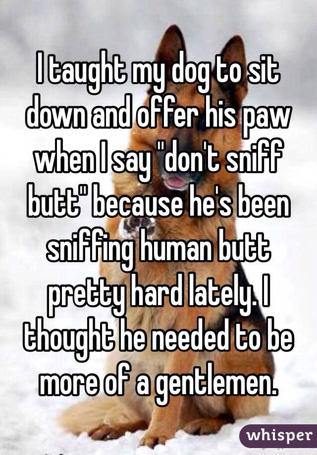 I taught my dog to sit down and offer his paw when I say "don't sniff butt" because he's been sniffing human butt pretty hard lately. I thought he needed to be more of a gentlemen.  