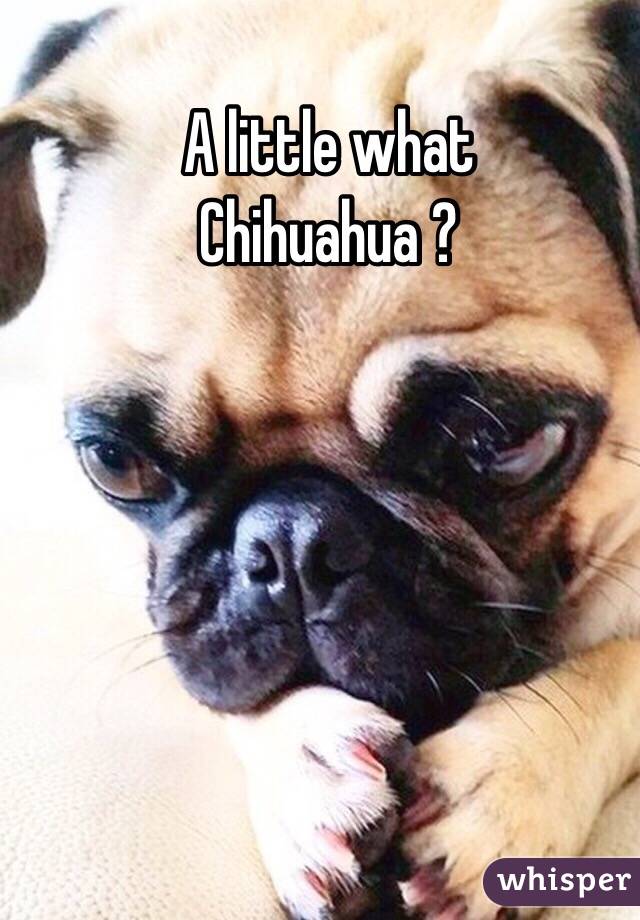 A little what 
Chihuahua ? 

