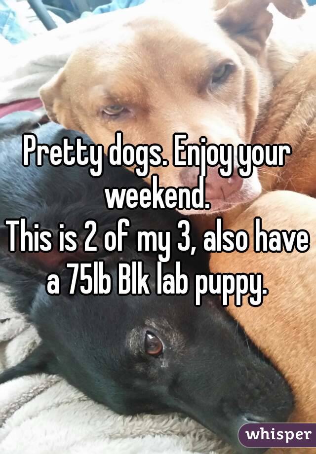 Pretty dogs. Enjoy your weekend. 
This is 2 of my 3, also have a 75lb Blk lab puppy. 