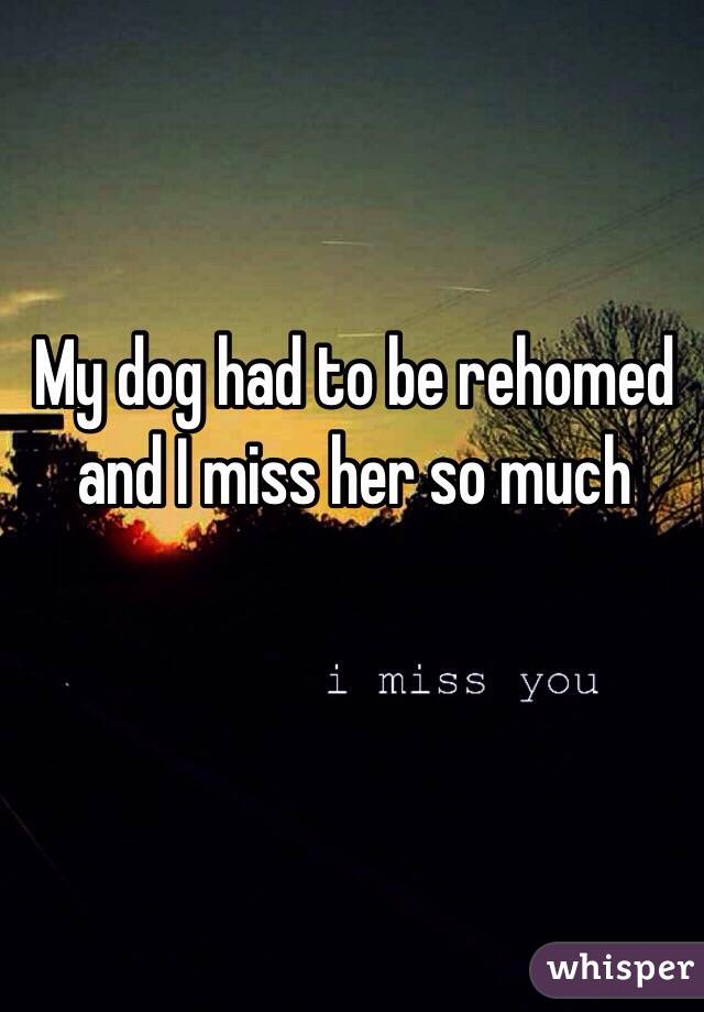 My dog had to be rehomed and I miss her so much 