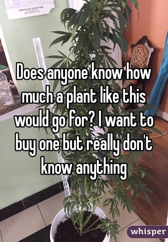 Does anyone know how much a plant like this would go for? I want to buy one but really don't know anything