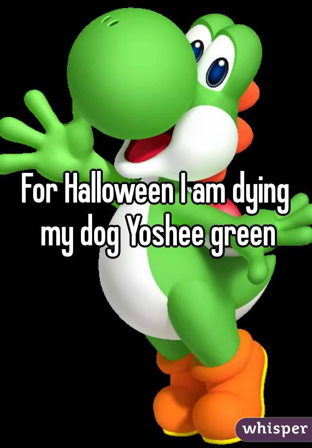 For Halloween I am dying my dog Yoshee green