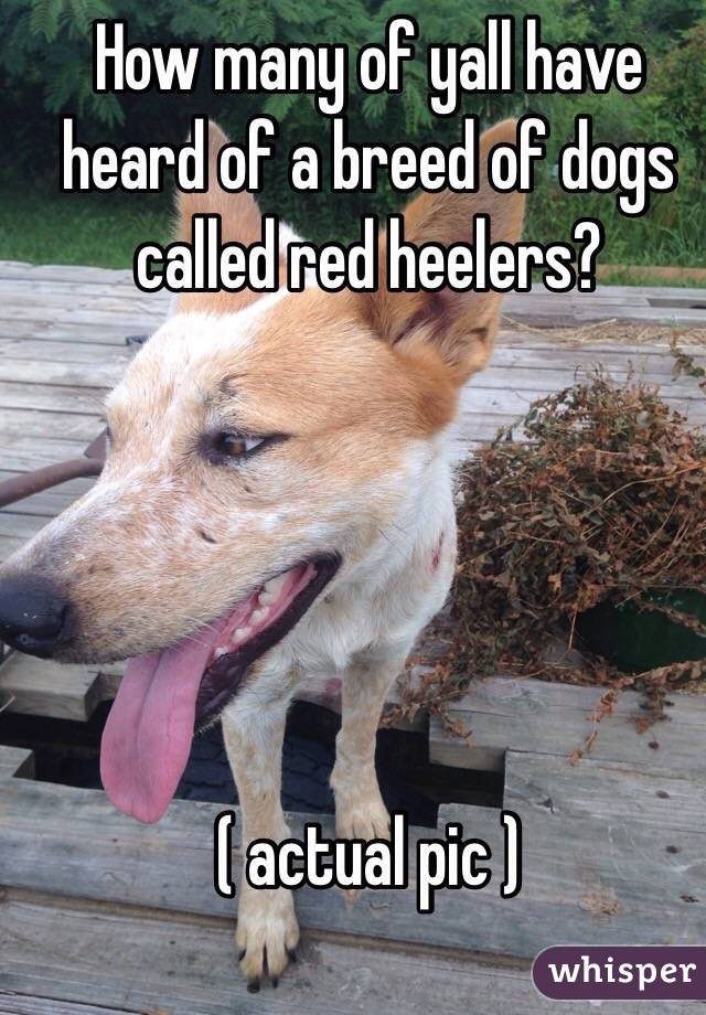 How many of yall have heard of a breed of dogs called red heelers?





( actual pic )