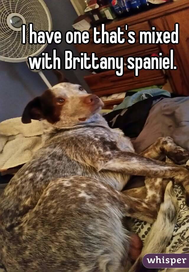 I have one that's mixed with Brittany spaniel.