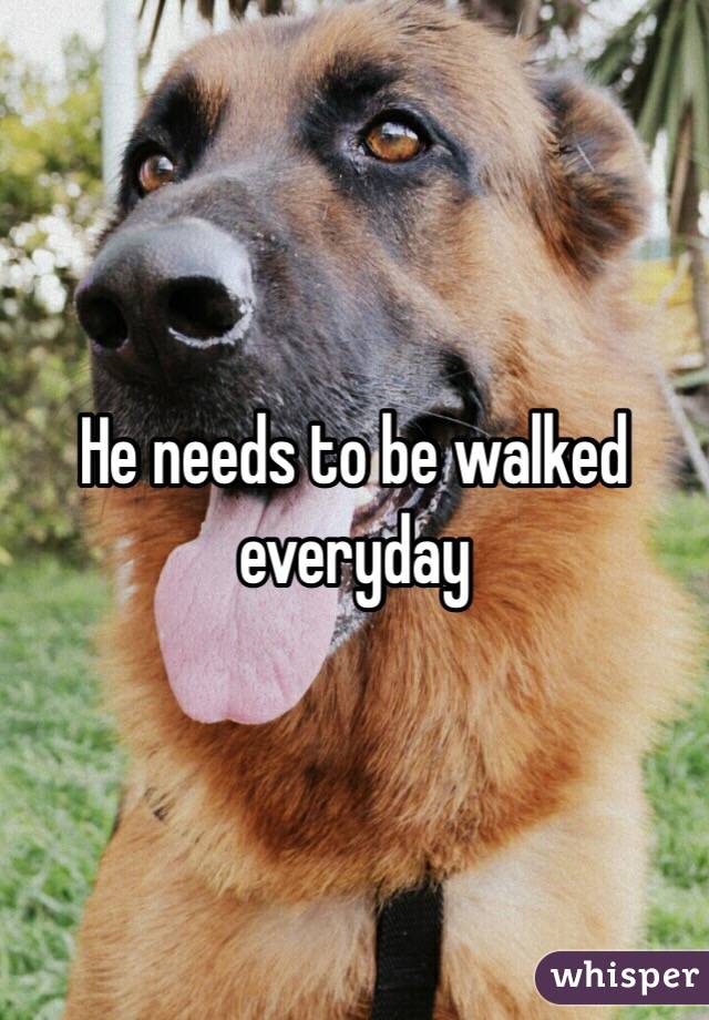 He needs to be walked everyday