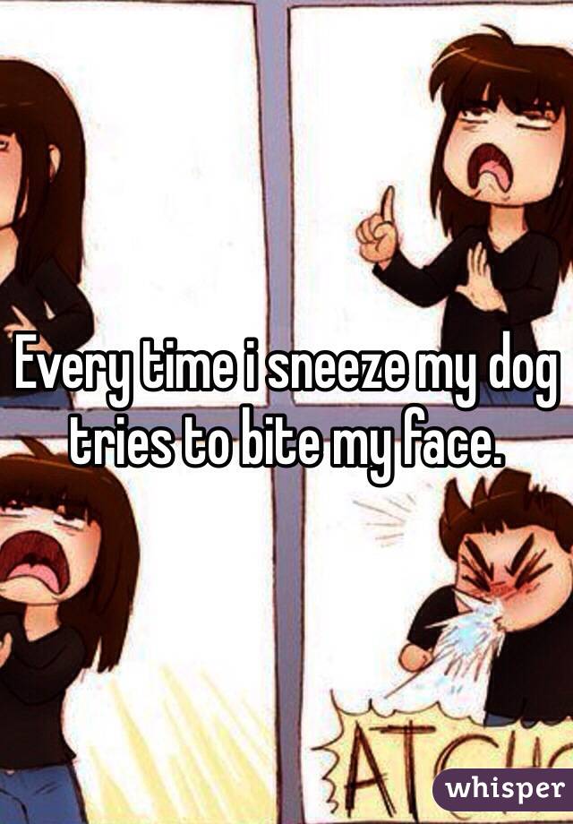 Every time i sneeze my dog tries to bite my face.