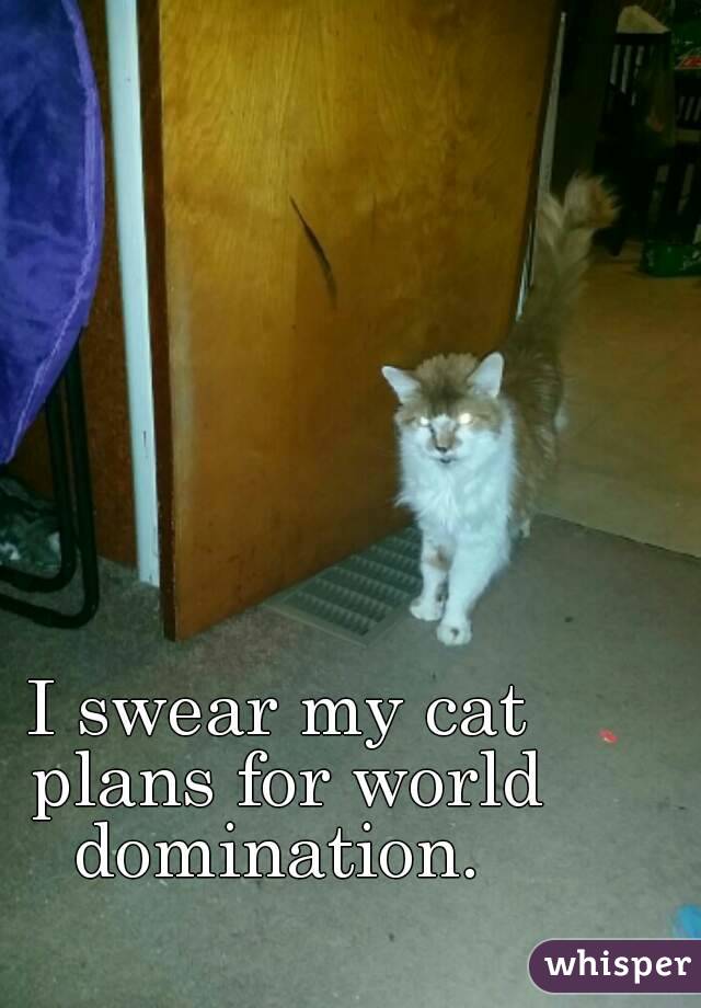 I swear my cat plans for world domination. 