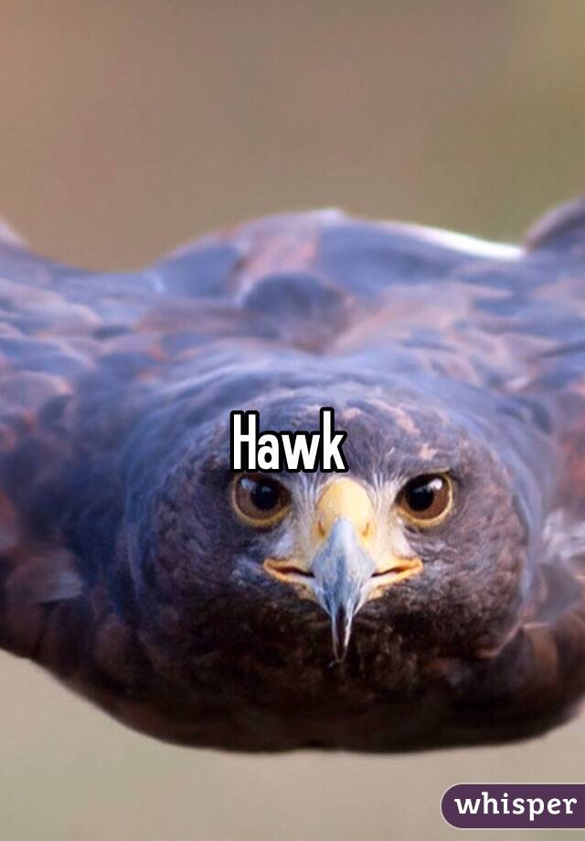 Hawk