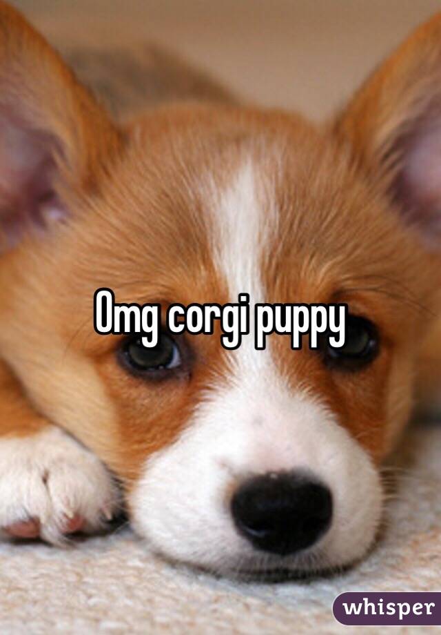 Omg corgi puppy 