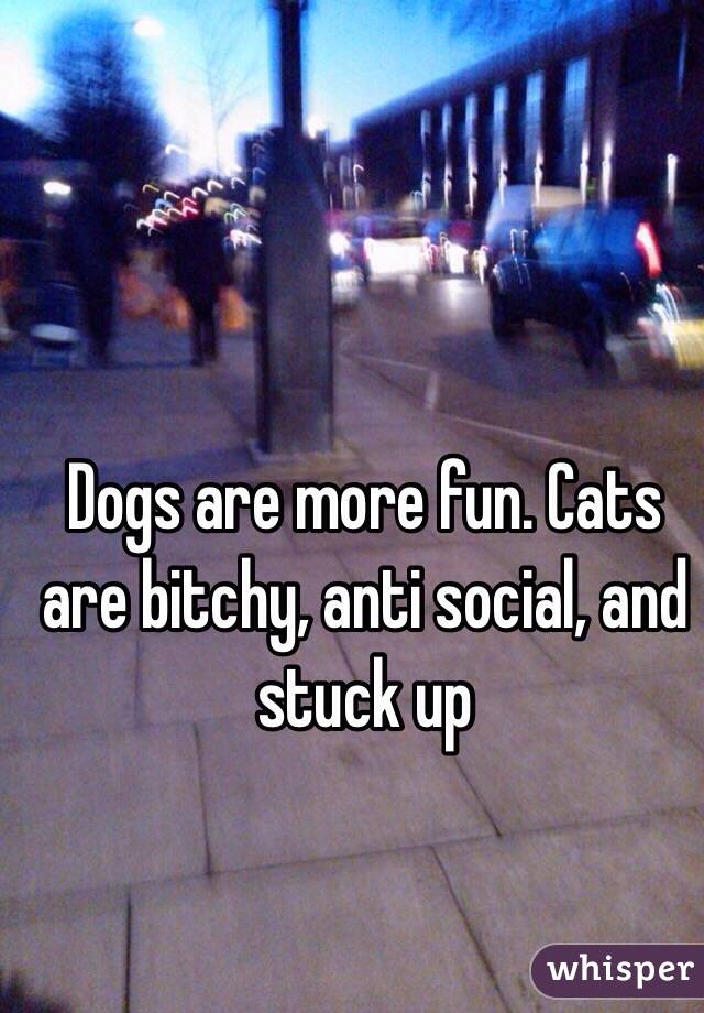   Dogs are more fun. Cats are bitchy, anti social, and stuck up