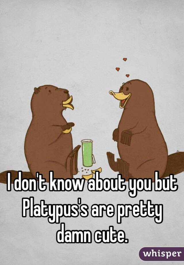 I don't know about you but Platypus's are pretty damn cute.