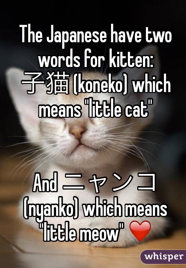 The Japanese have two words for kitten:
子猫 (koneko) which means "little cat"


And ニャンコ (nyanko) which means "little meow" ❤️ 