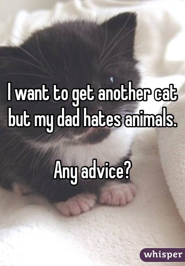 I want to get another cat but my dad hates animals. 

Any advice?