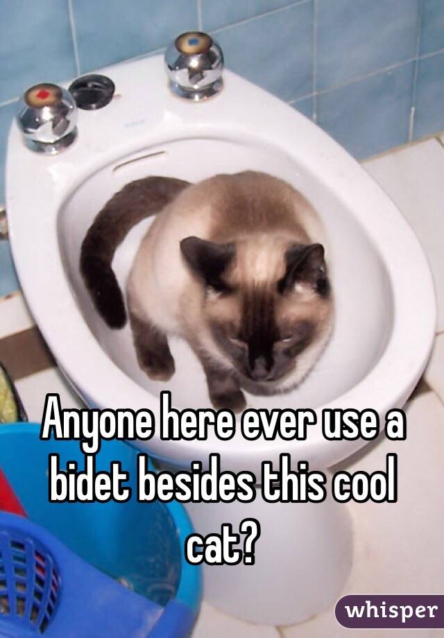 Anyone here ever use a bidet besides this cool cat?