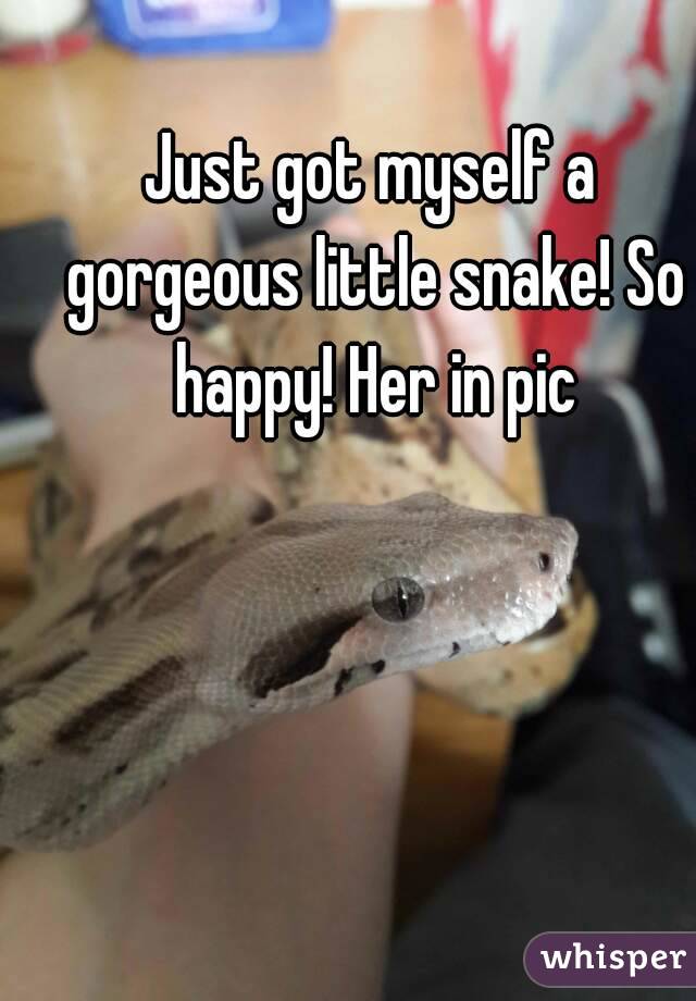 Just got myself a gorgeous little snake! So happy! Her in pic