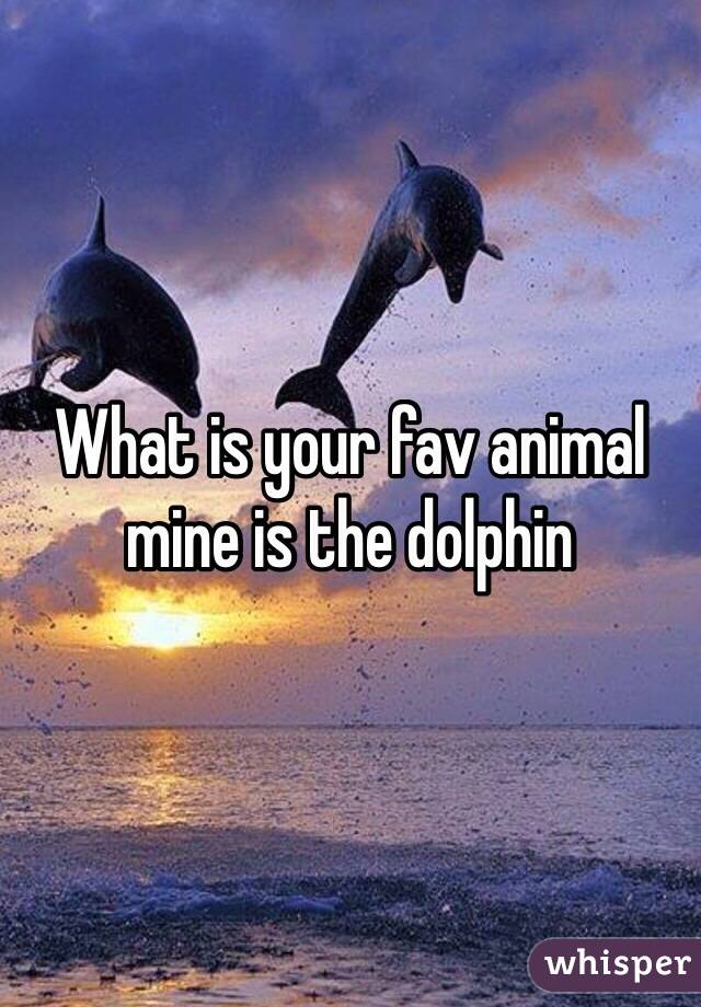 What is your fav animal mine is the dolphin