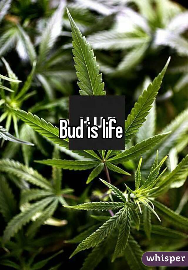 Bud is life 