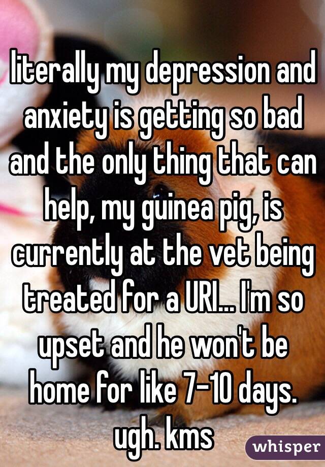 literally my depression and anxiety is getting so bad and the only thing that can help, my guinea pig, is currently at the vet being treated for a URI... I'm so upset and he won't be home for like 7-10 days. ugh. kms
