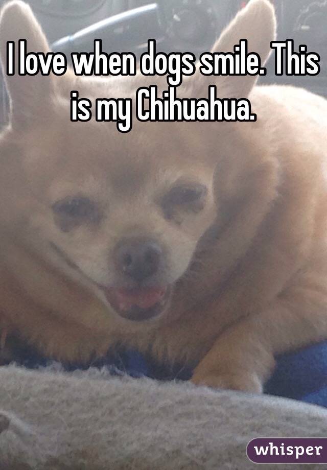 I love when dogs smile. This is my Chihuahua. 