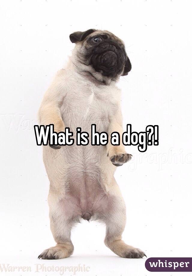 What is he a dog?! 