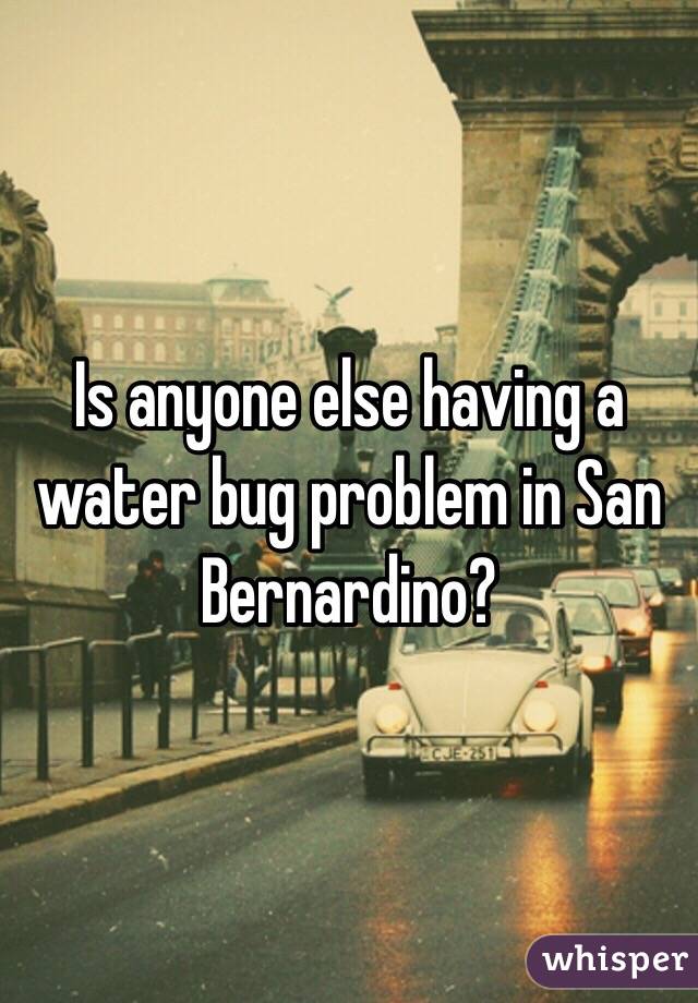 Is anyone else having a water bug problem in San Bernardino?