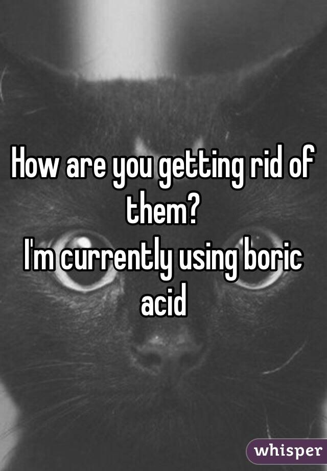 How are you getting rid of them? 
I'm currently using boric acid 