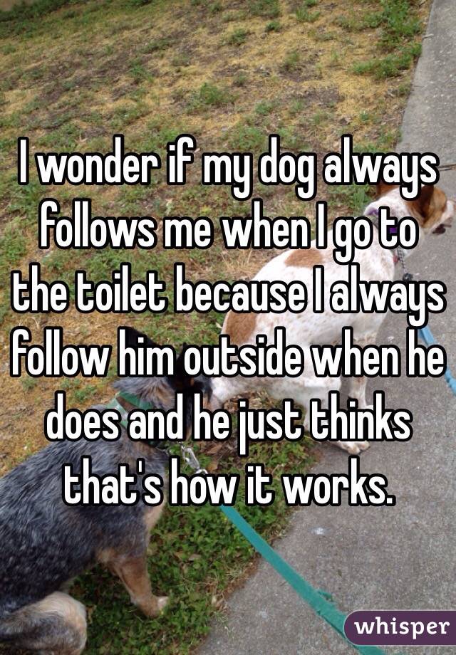 I wonder if my dog always follows me when I go to the toilet because I always follow him outside when he does and he just thinks that's how it works.