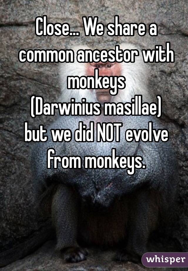 Close... We share a common ancestor with monkeys
(Darwinius masillae)
but we did NOT evolve from monkeys.