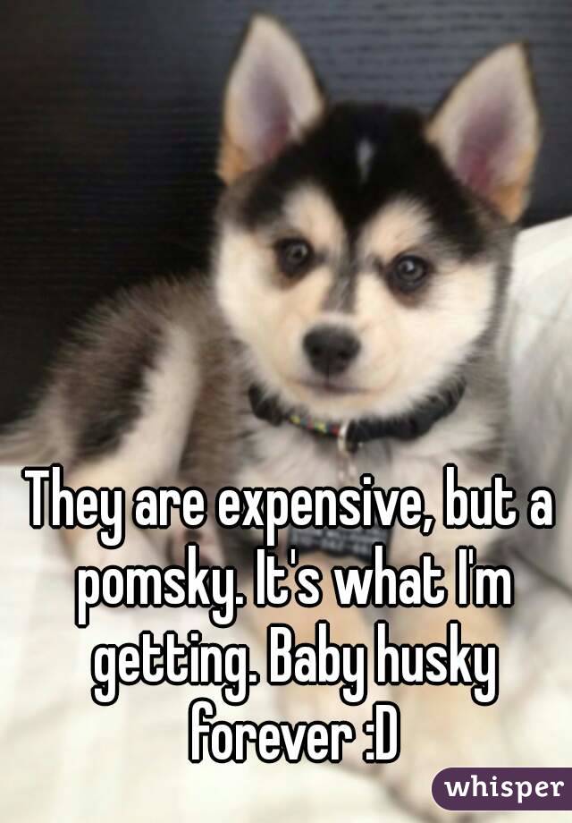 They are expensive, but a pomsky. It's what I'm getting. Baby husky forever :D