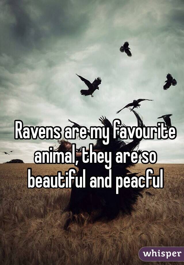 Ravens are my favourite animal, they are so beautiful and peacful 