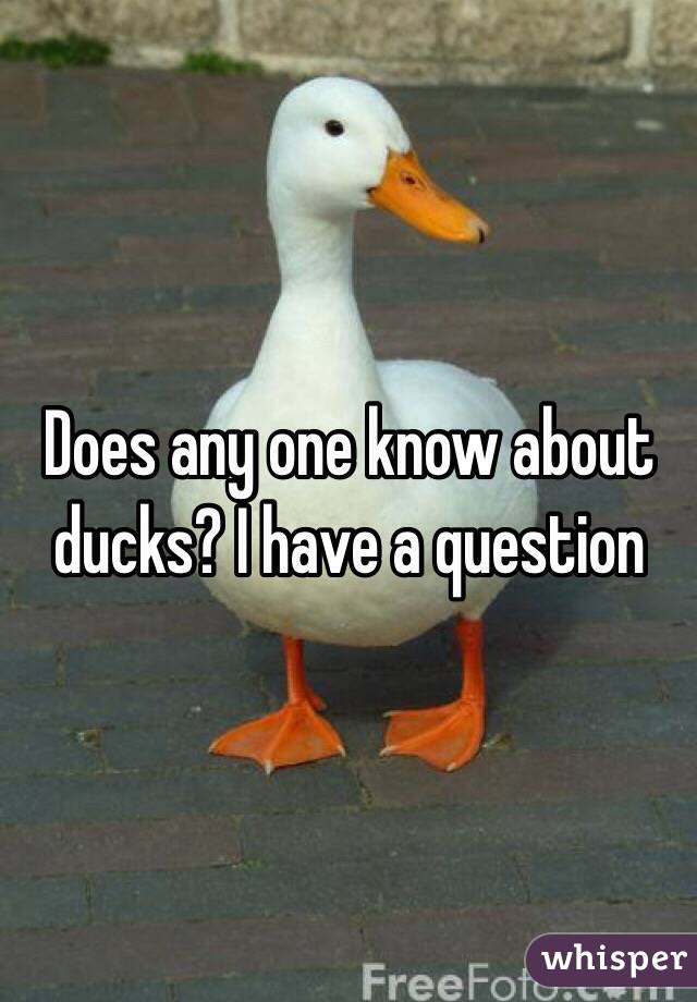 Does any one know about ducks? I have a question