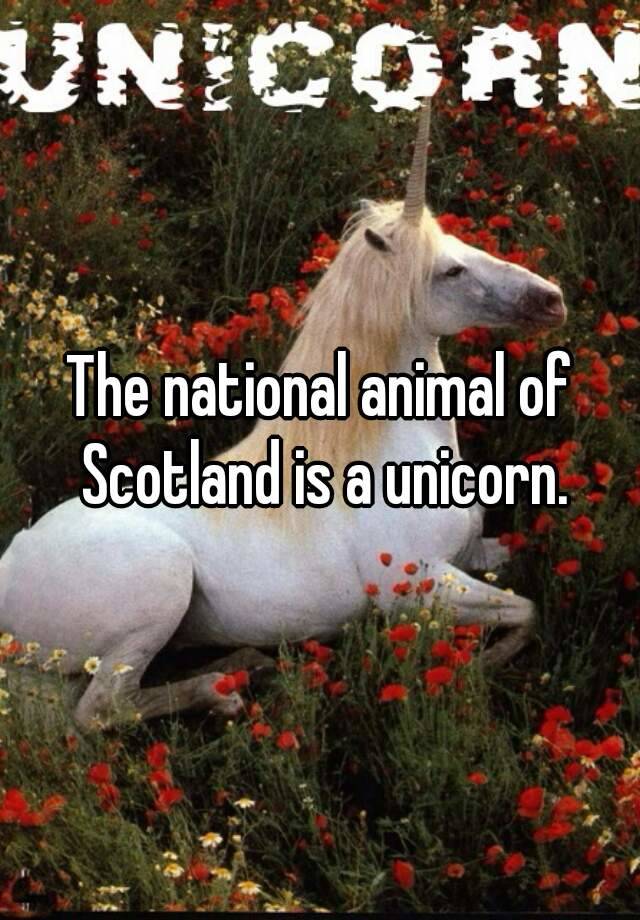 The national animal of Scotland is a unicorn.