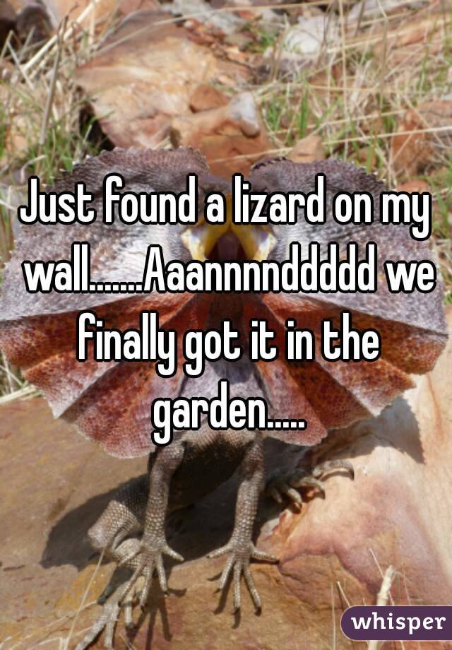 Just found a lizard on my wall.......Aaannnnddddd we finally got it in the garden.....