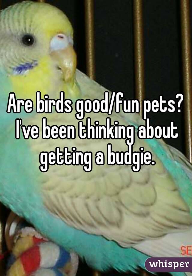 Are birds good/fun pets? I've been thinking about getting a budgie.