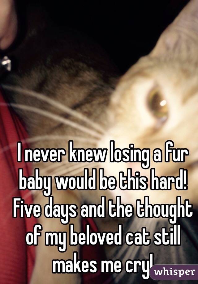 I never knew losing a fur baby would be this hard! Five days and the thought of my beloved cat still makes me cry!