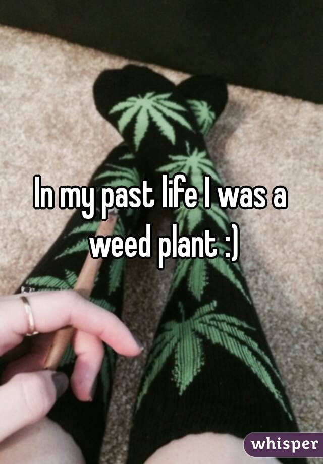 In my past life I was a weed plant :)