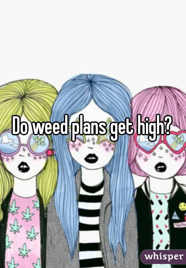 Do weed plans get high?