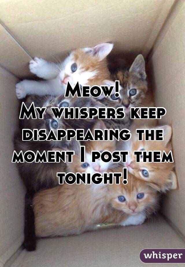 Meow!
My whispers keep disappearing the moment I post them tonight!