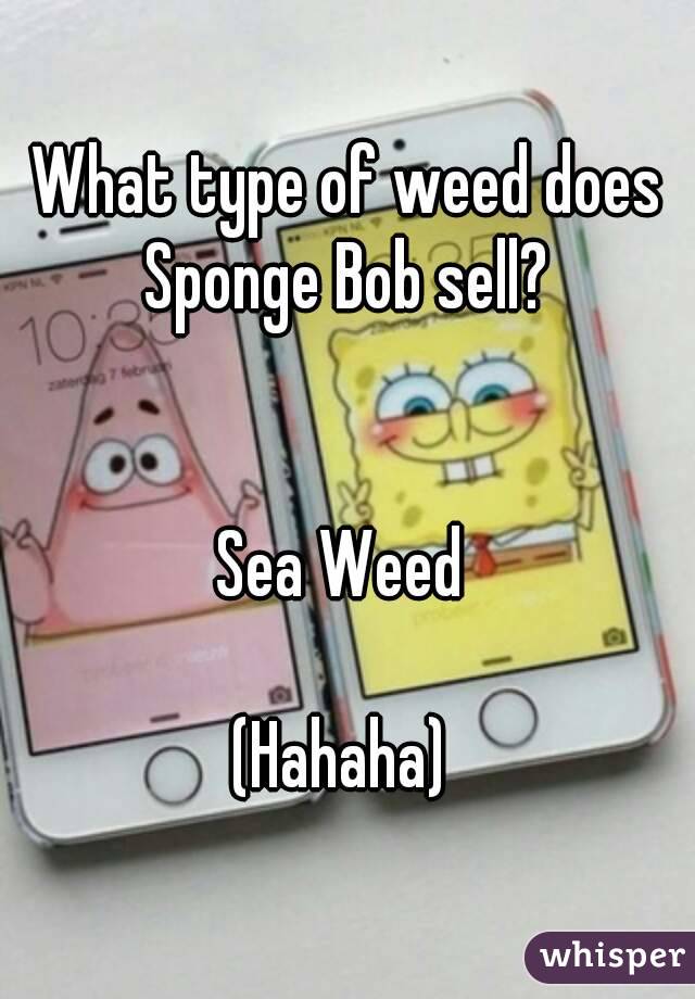 What type of weed does Sponge Bob sell? 


Sea Weed 

(Hahaha) 