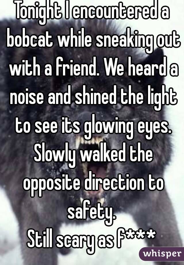 Tonight I encountered a bobcat while sneaking out with a friend. We heard a noise and shined the light to see its glowing eyes. Slowly walked the opposite direction to safety. 
Still scary as f***