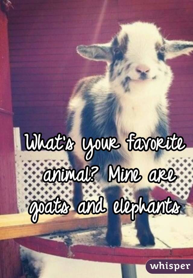 What's your favorite animal? Mine are goats and elephants 