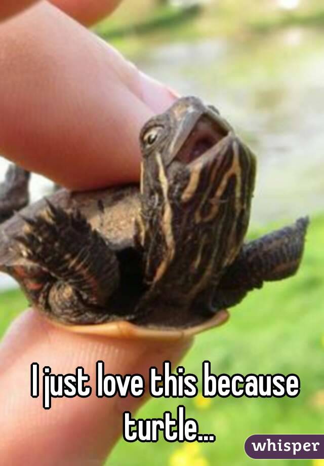 I just love this because turtle...