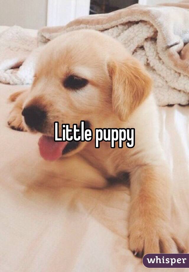 Little puppy 